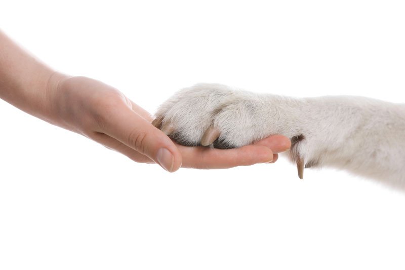 What Does Cruelty-Free Mean?